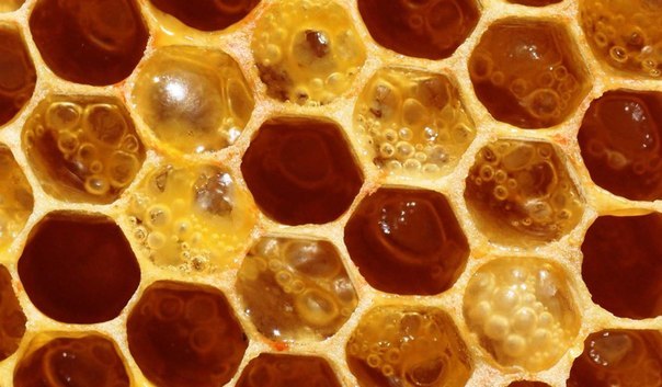 Побеждаем болезни медом - Гастрит с повышенной кислотностью.