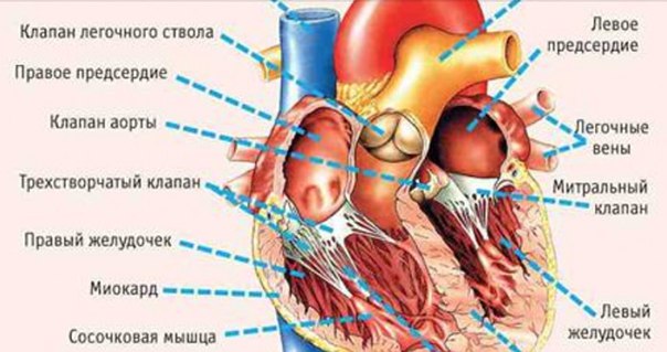 11 симптомов, указывающих на серьезные проблемы с сердцем